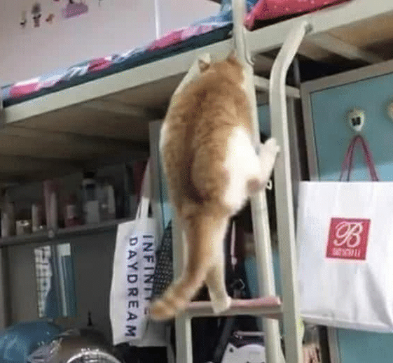 女生宿舍养猫被举报，宿管阿姨查寝哭笑不得，只因橘猫太胖藏不住