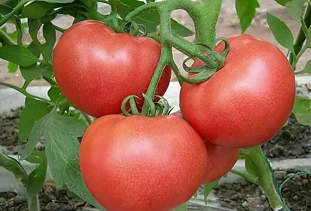 西紅柿和它才是天生一對！ 入夏要常吃3大水果，保護心臟、血管健康