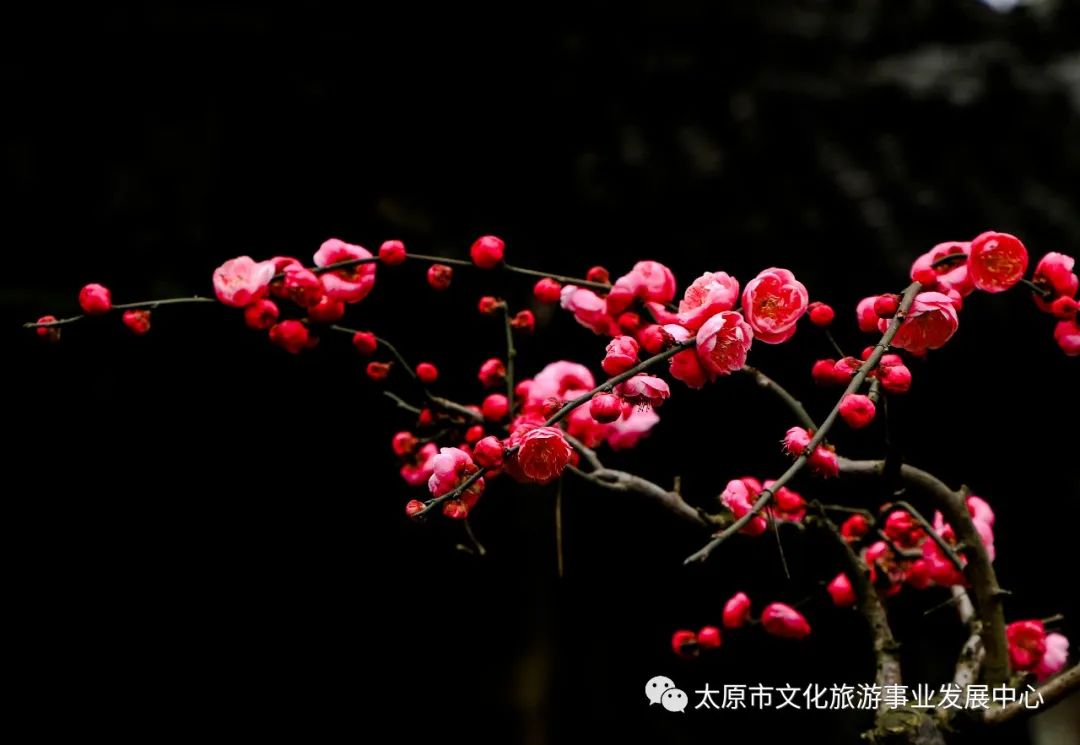 线上展览|“山河春意 锦绣太原——花的世界”主题摄影线上图片展（十一）