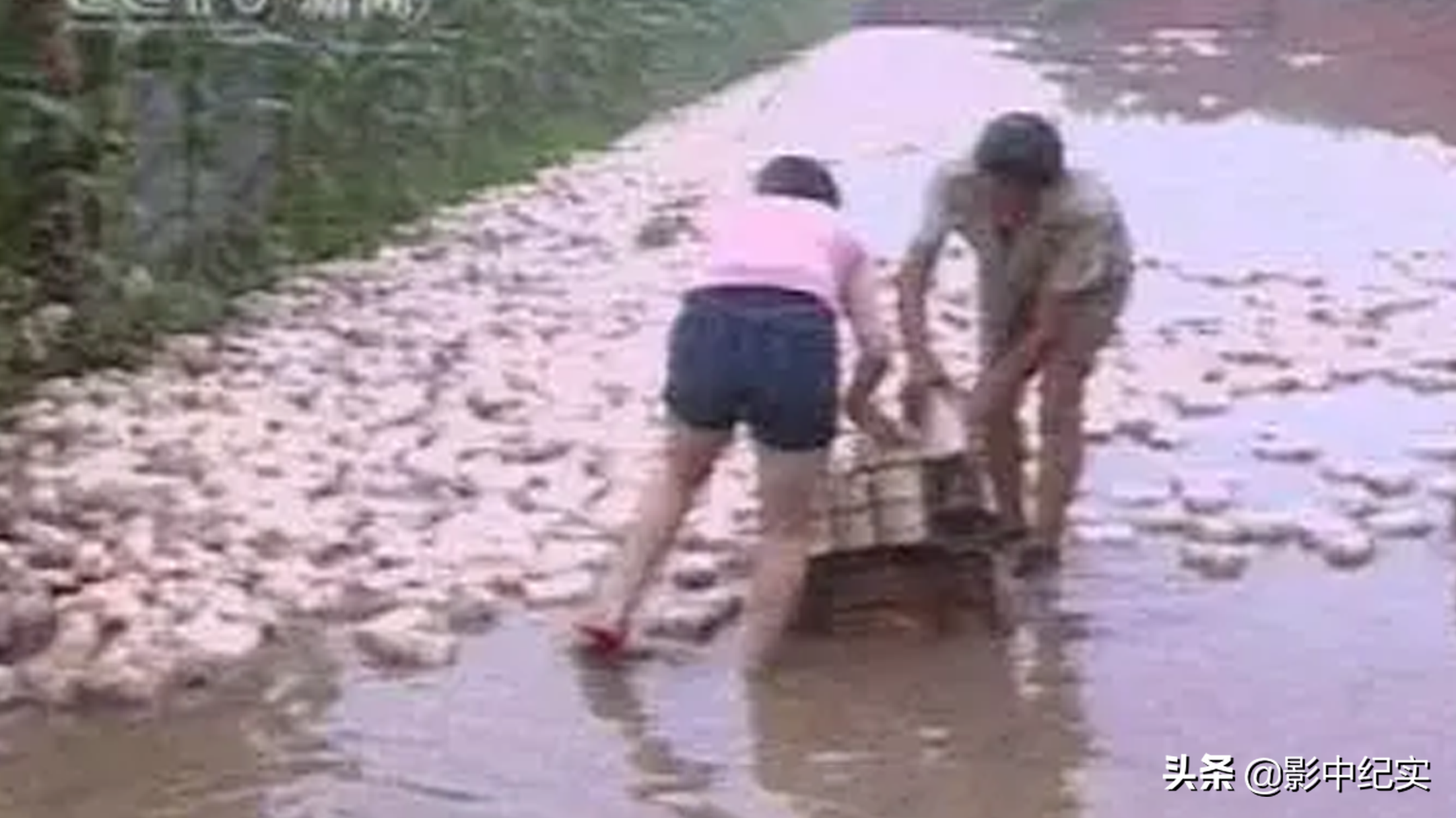 女大学生放弃年薪40万的工作，与野猪同吃同住，10年后年入上亿