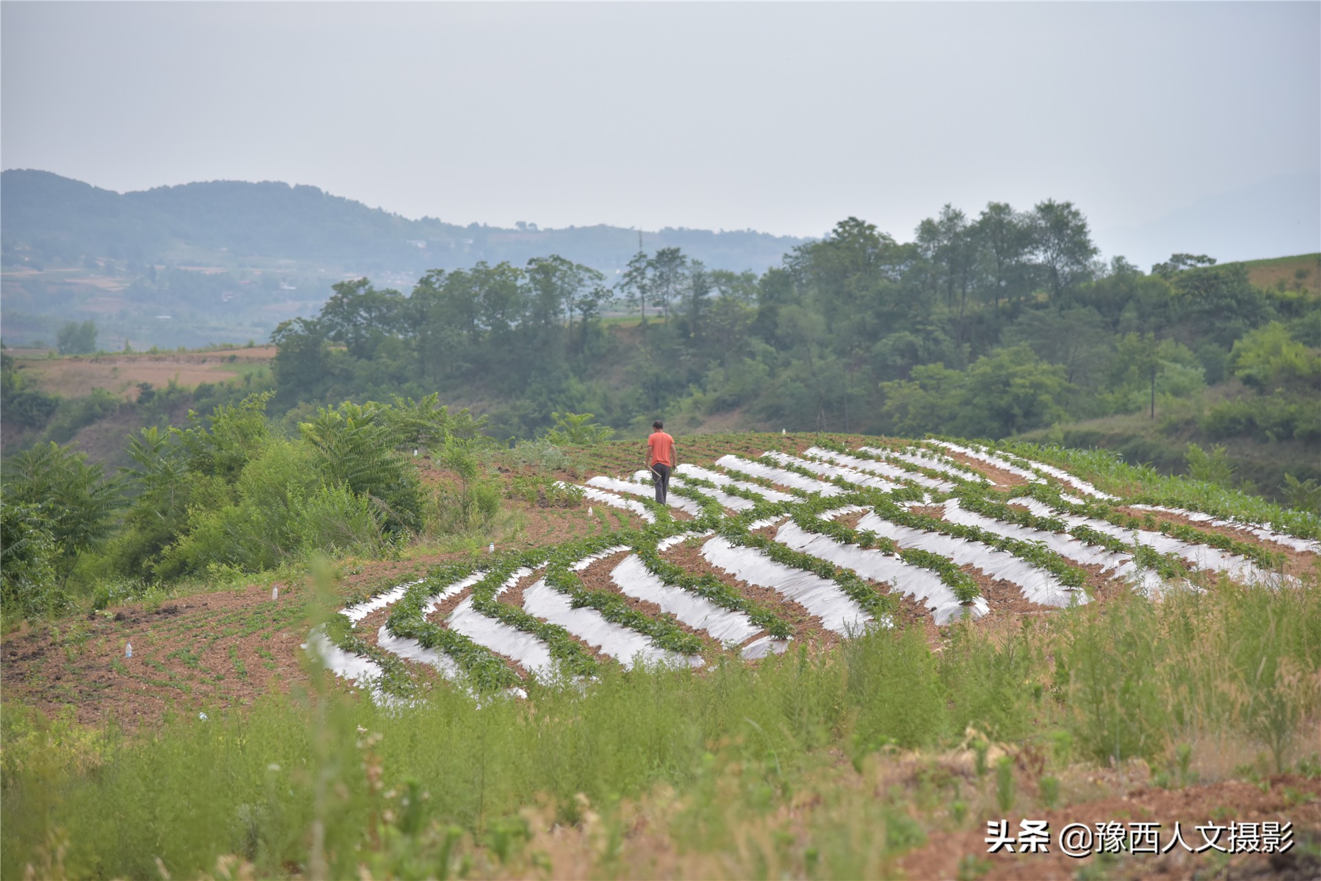 一家4口独享整座大山，养3头牛80只羊种7亩多地，整年不下山