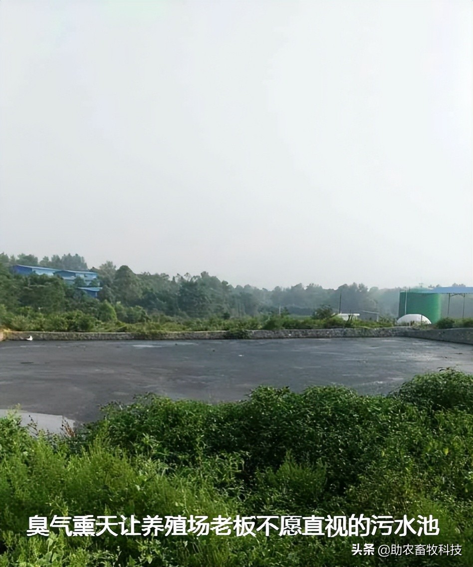养殖场废水两种低成本快速处理技术，短时间解决环保问题