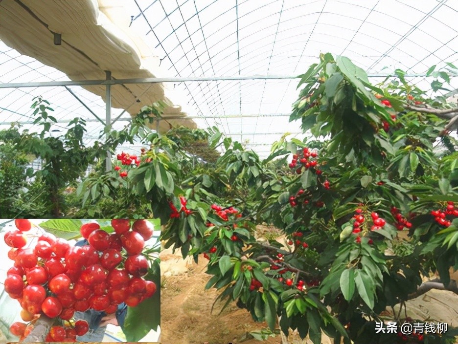 櫻桃大棚建設,