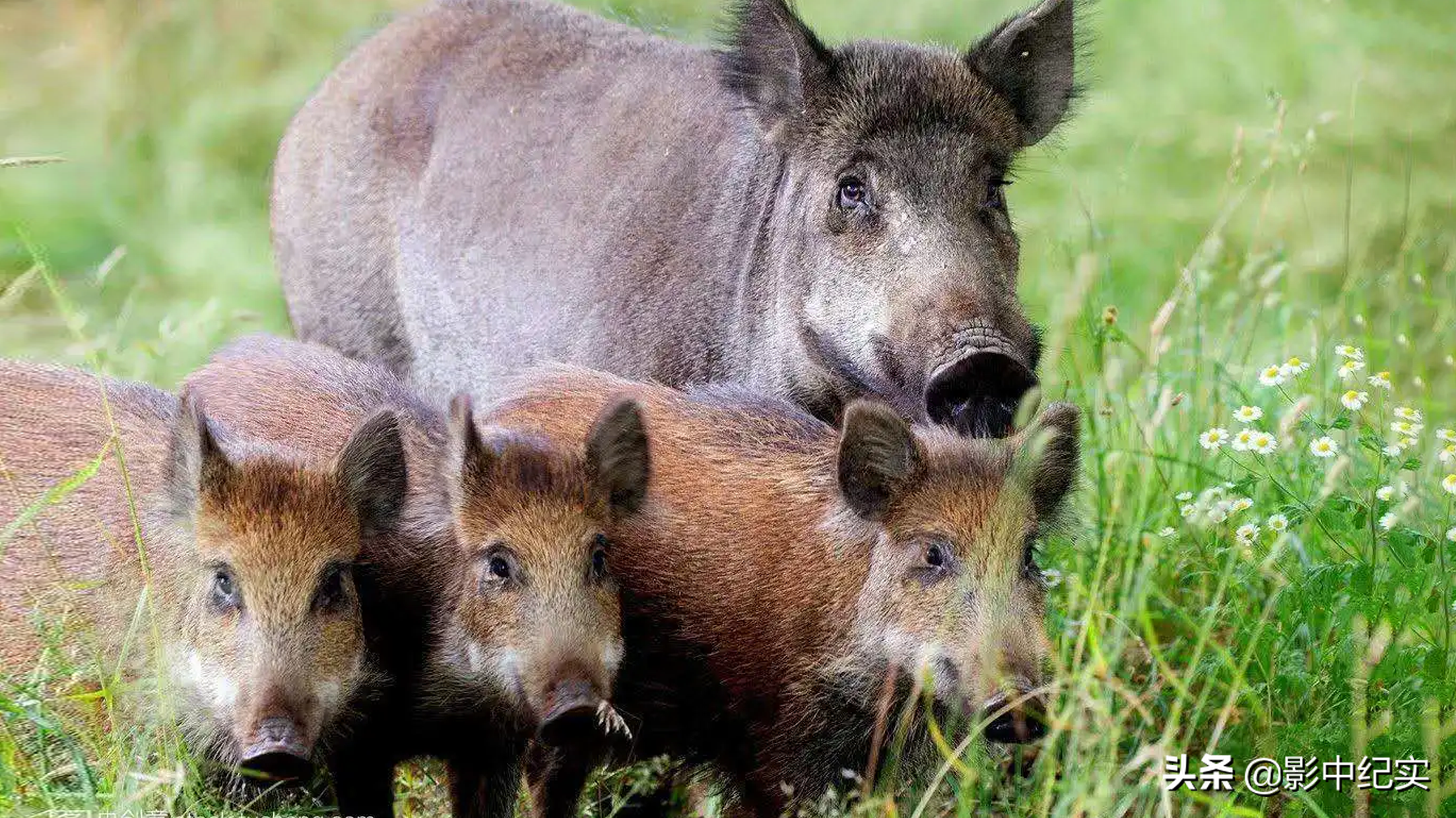 女大学生放弃年薪40万的工作，与野猪同吃同住，10年后年入上亿