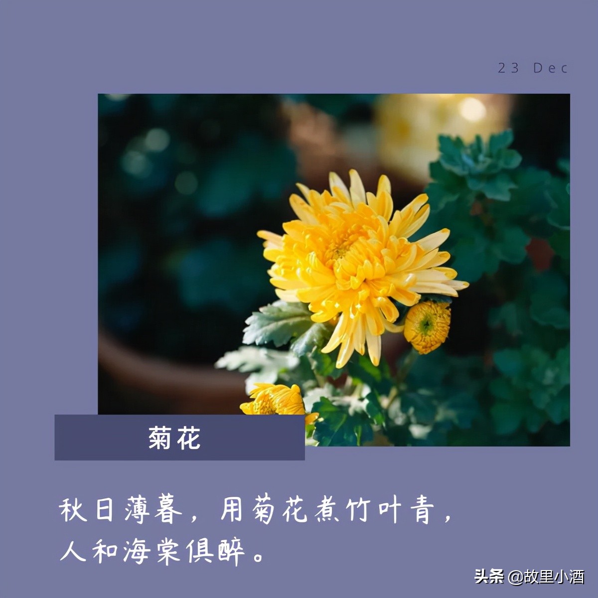 有关花的唯美句子：秋日薄暮，用菊花煮竹叶青，人和海棠俱醉