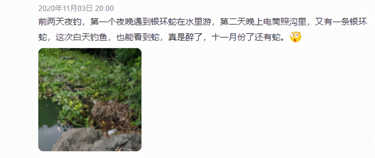 我国陆地第一毒蛇，天生害羞不敢攻击人，为啥夜钓人成攻击目标？