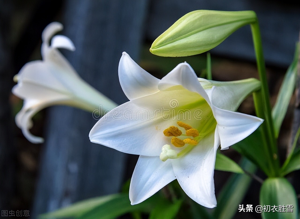 夏花百合美诗六首：花气宜人百合传，与君重结后生缘