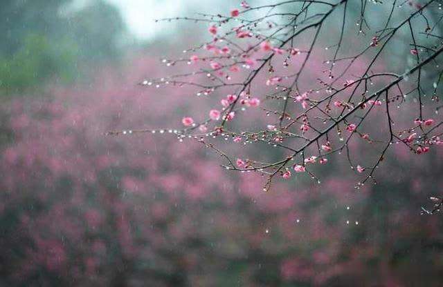 14首诗词：杏花遇上春雨，一滴雨落，一朵花开，便是整个江南……