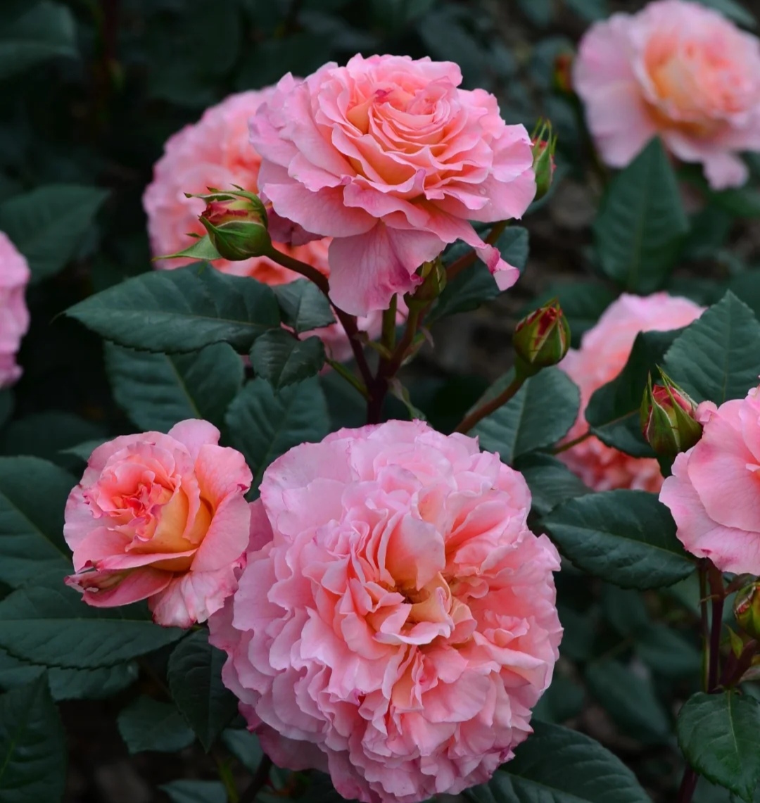 国月大花月季有哪些品种(12种大花月季各个颜值爆表)