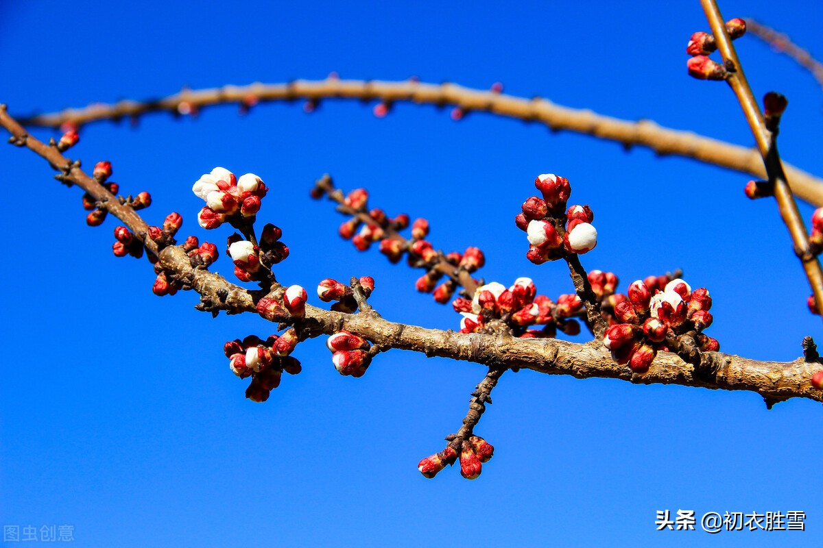 迎腊梅花六首：梅生红粟初迎腊，迎腊梅花无数开