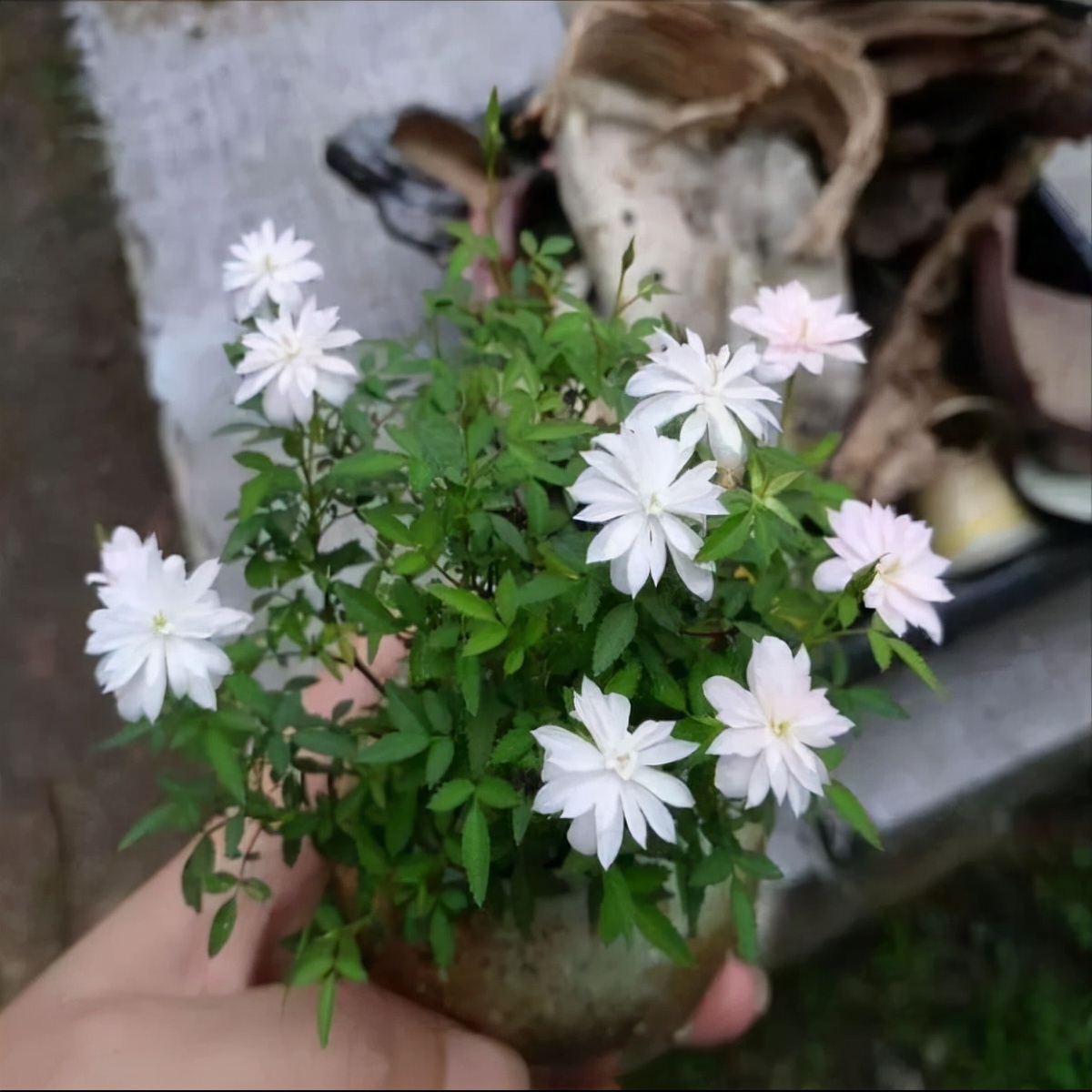 小盆栽植物图片（适合养在家里的小型盆栽推荐）