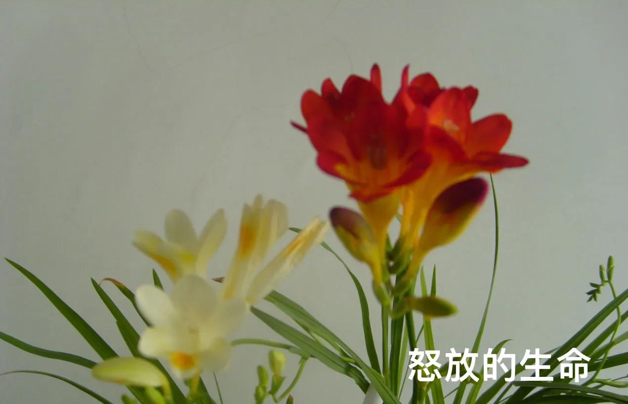 我的麦兰花（花美，花香独特)