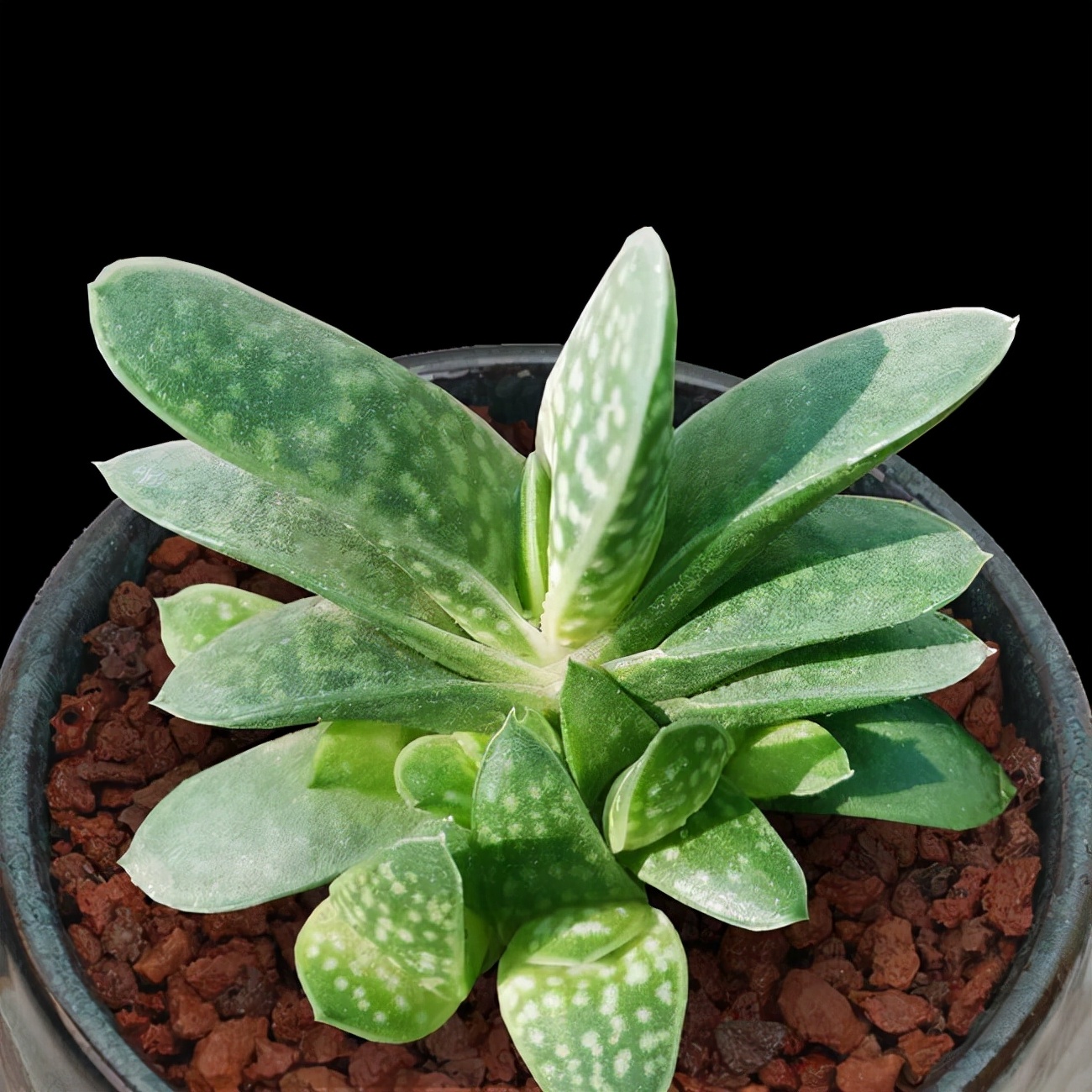 多肉植物介绍(100种多肉图鉴,比花还美,你认识几种?