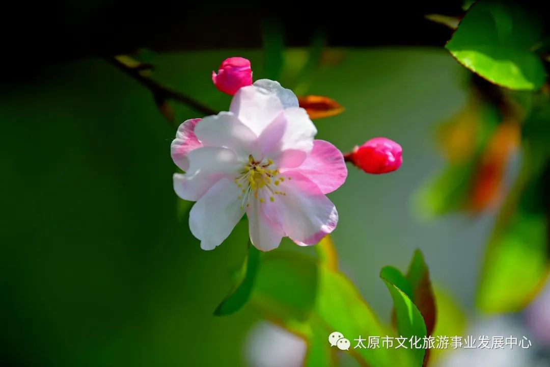 线上展览|“山河春意 锦绣太原——花的世界”主题摄影线上图片展（十八）