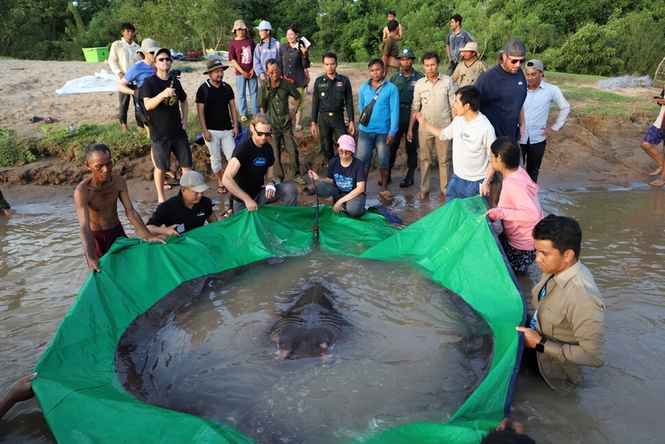 300公斤！世界上最大的淡水鱼在湄公河被钓到