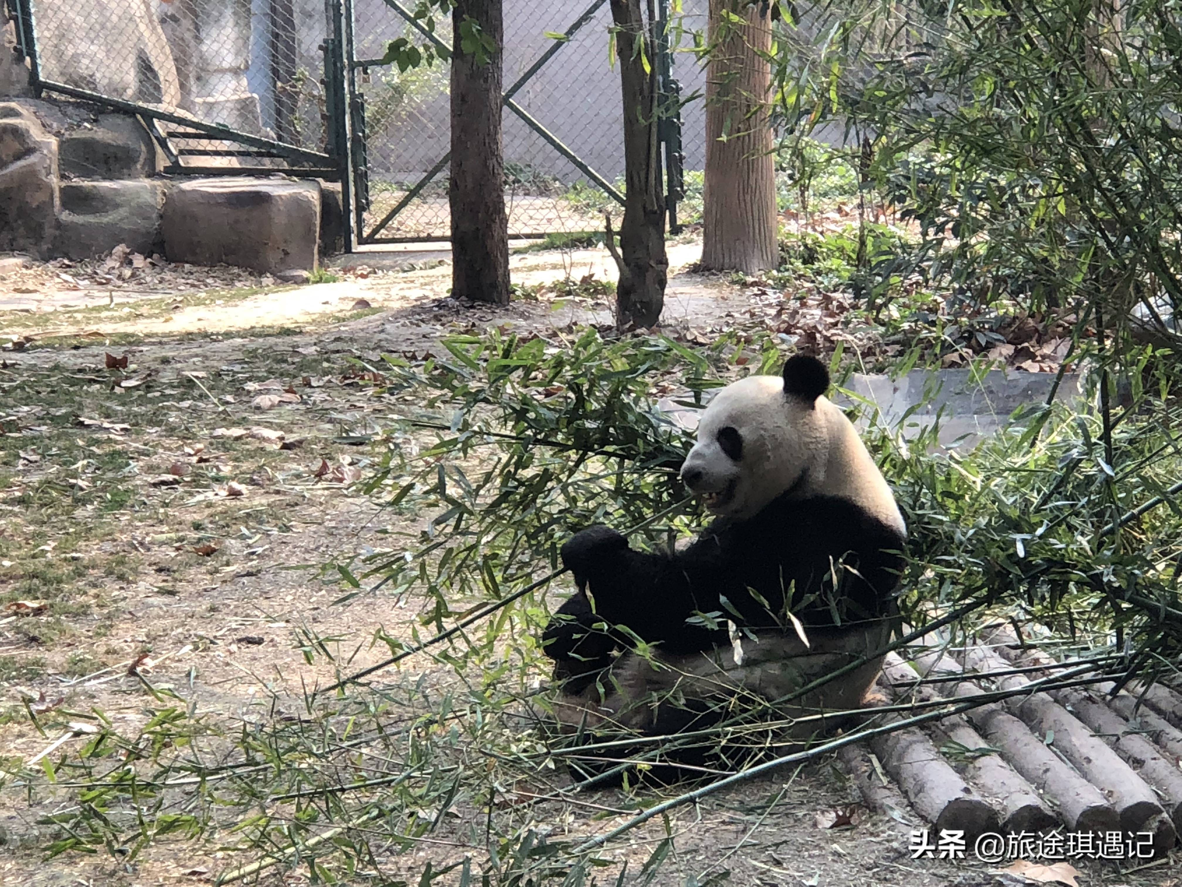 成都旅游攻略自由行攻略（带你初步感受天府之国的魅力）-第17张图片