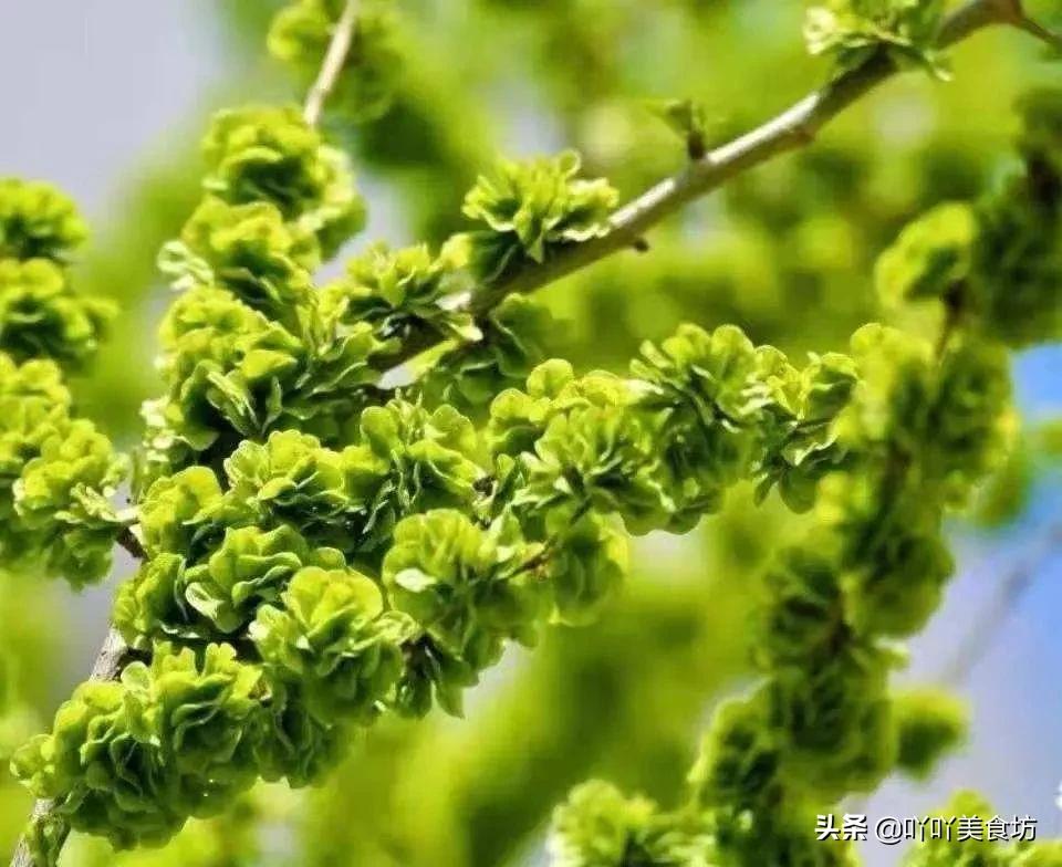 春天不可錯過的10種野菜，自然清新的味道，比肉還受歡迎