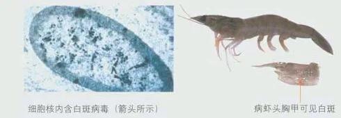 南美白對(duì)蝦養(yǎng)殖中的白斑病癥狀詳解