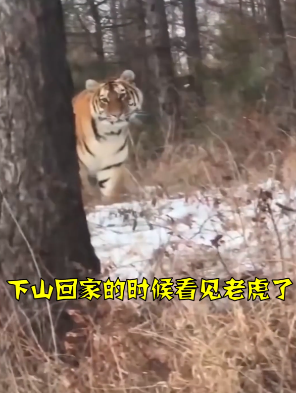 男子遇拦路东北虎，相距仅5米，对视1分钟后离开，攻击人怎么办？