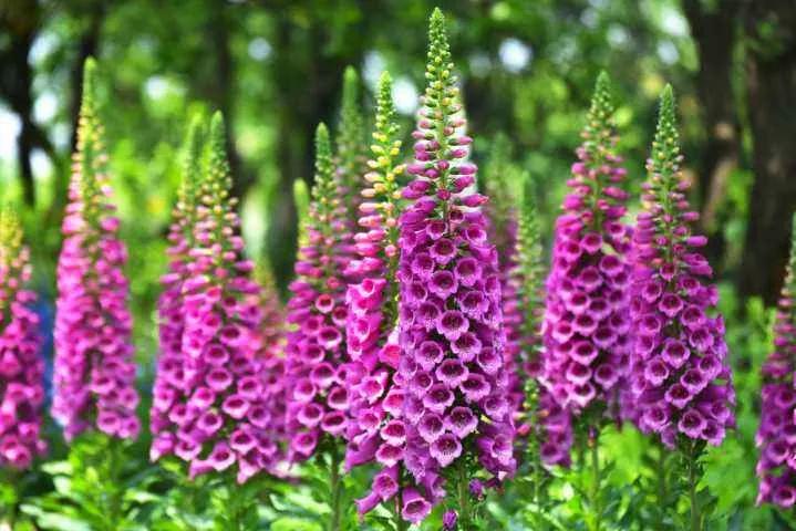 花朵美图｜温柔甜美的初吻、大丽花、耧斗菜花朵合集160张