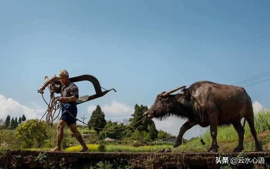 两首描写春耕的五律,往事如烟,余生似梦,不如买犊事春耕