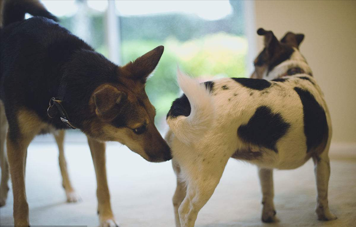 狗吊兴奋时的图片(养狗多年的你) - 赤虎壹号