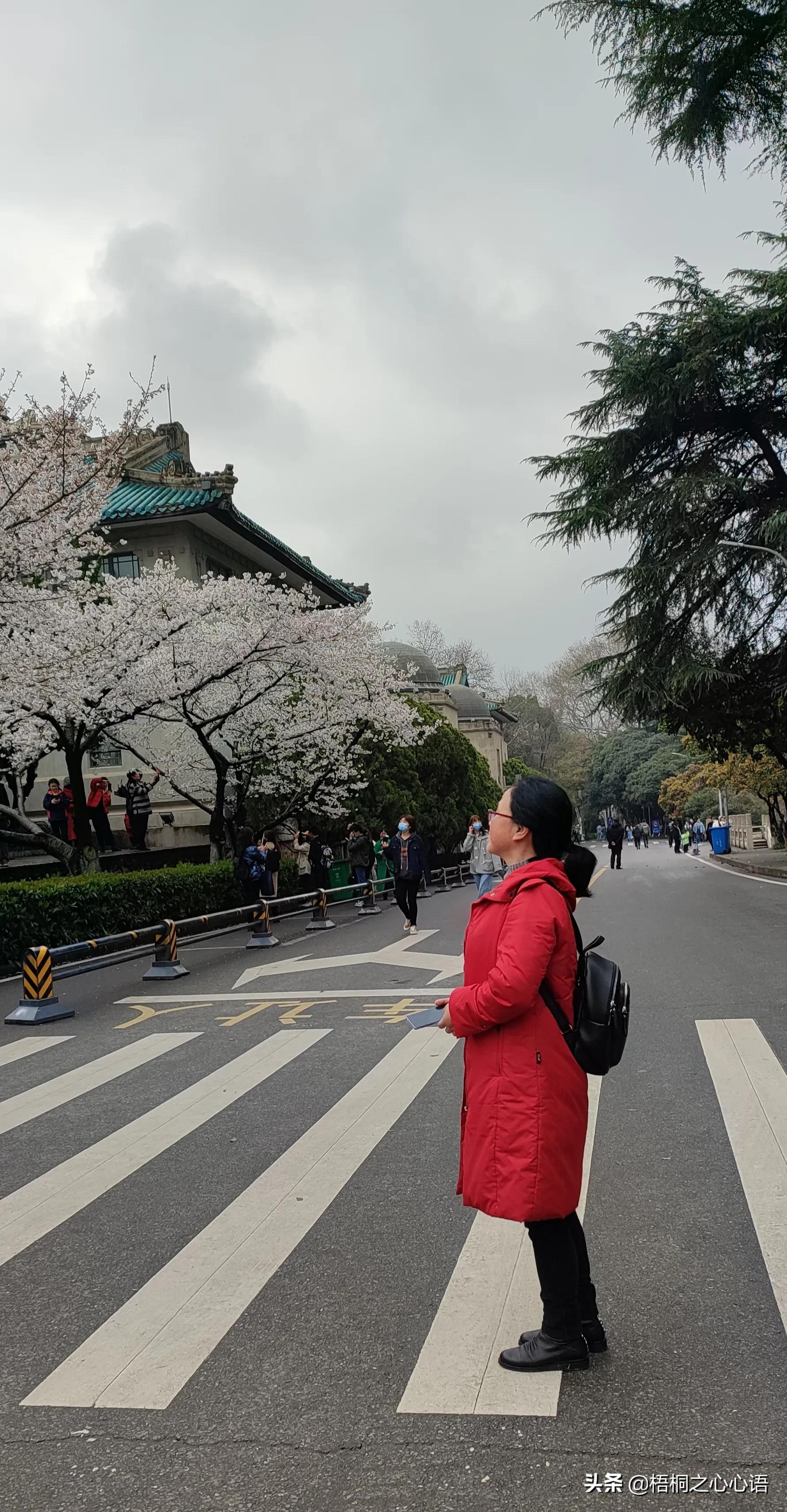 去年樱开时，那些漫妙记忆，此生许没再见时，存此让友情天长地久