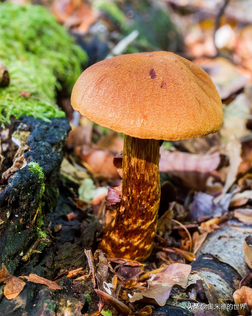 全世界最毒的十种蘑菇,中国最毒的蘑菇致命白毒伞上榜