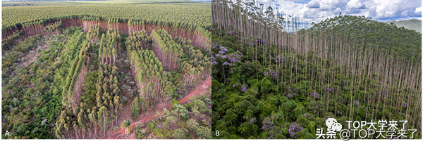 第5篇正刊！2022年北京大学华方圆课题组最新成果登《Science》