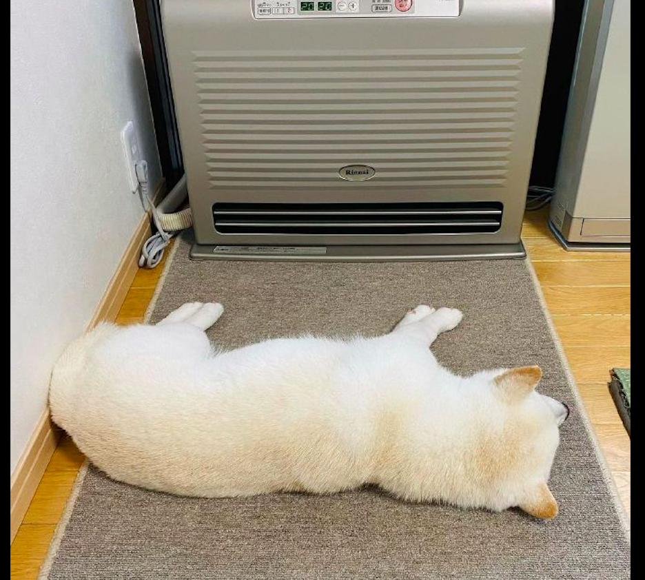自从家里打开了取暖器，柴犬就在前面没动过，要烤得金黄再翻面？