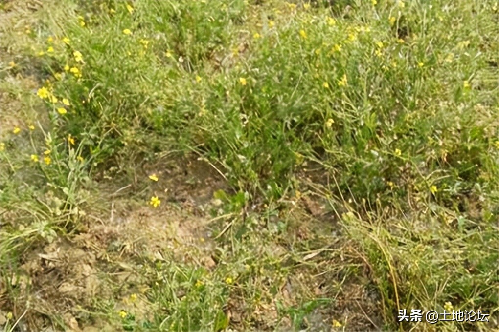 种植什么赚钱最快最稳(农村药材种植：选这6个一年种一年收的品种！收入过万)