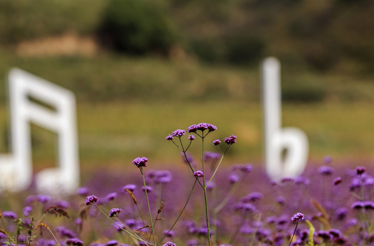 花开花落，念君依然，水阔山遥，深情不变，写给挚爱一生的你