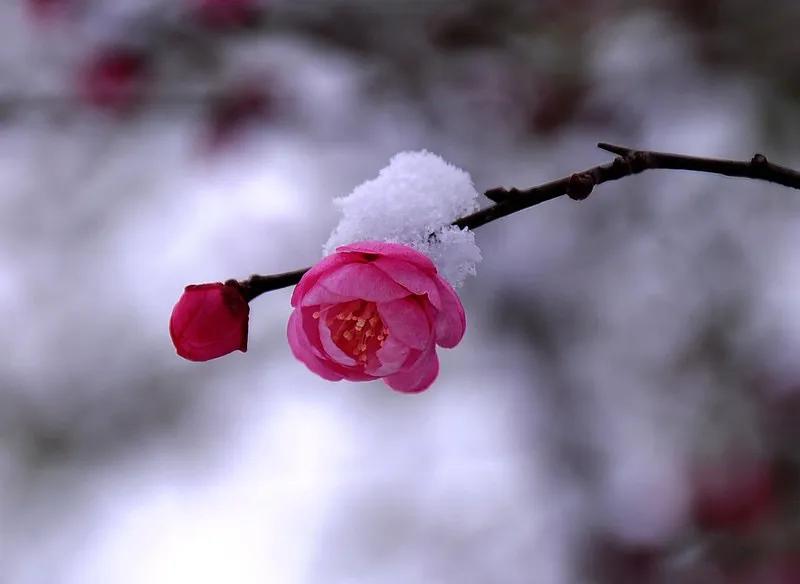 漫舞翩翩梅枝落 雪压梅花枝不折 白雪衬映梅增色 冰清玉洁暗香浮 元姆