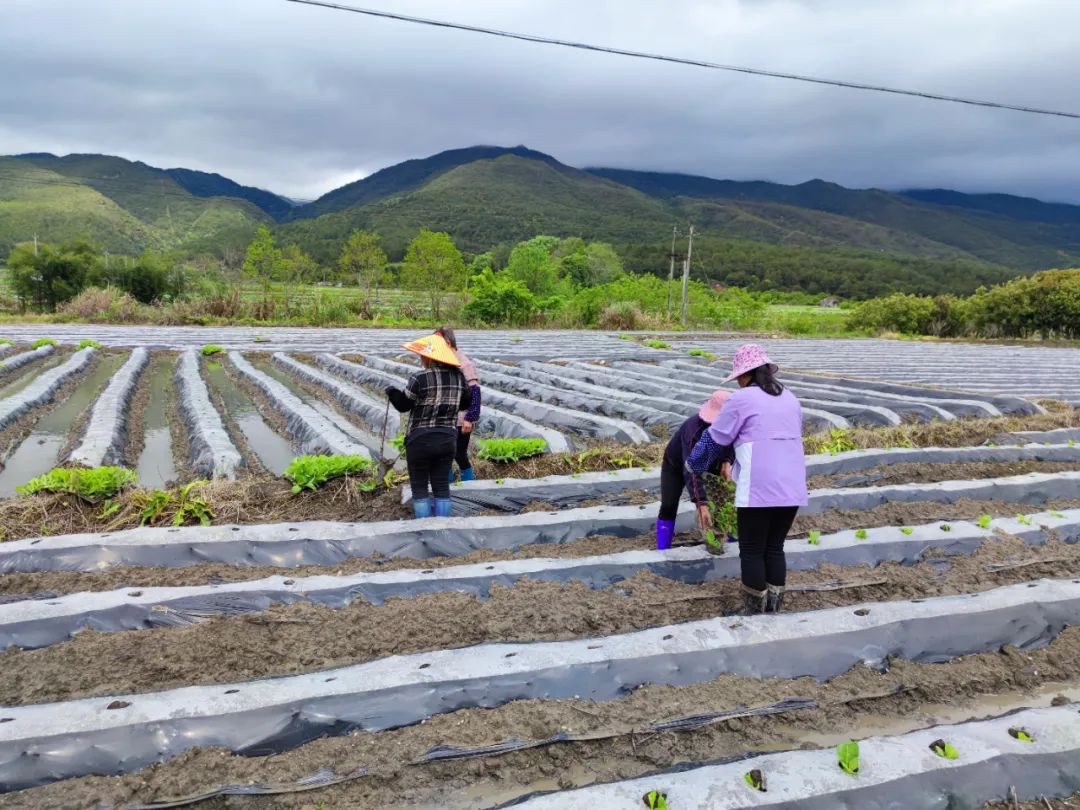 「全面推進鄉村振興」連城：培育和發展新興特色種植產業
