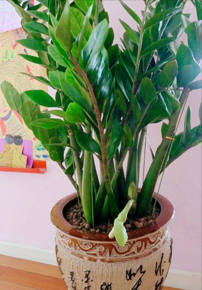 金钱树开花吗(老人说6种"招财花,不会随意开,开花就有"财源"到)