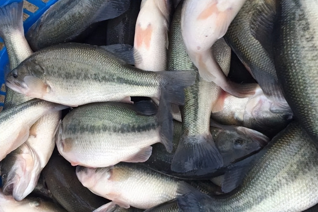 加州鲈鱼养殖成本和利润多少?