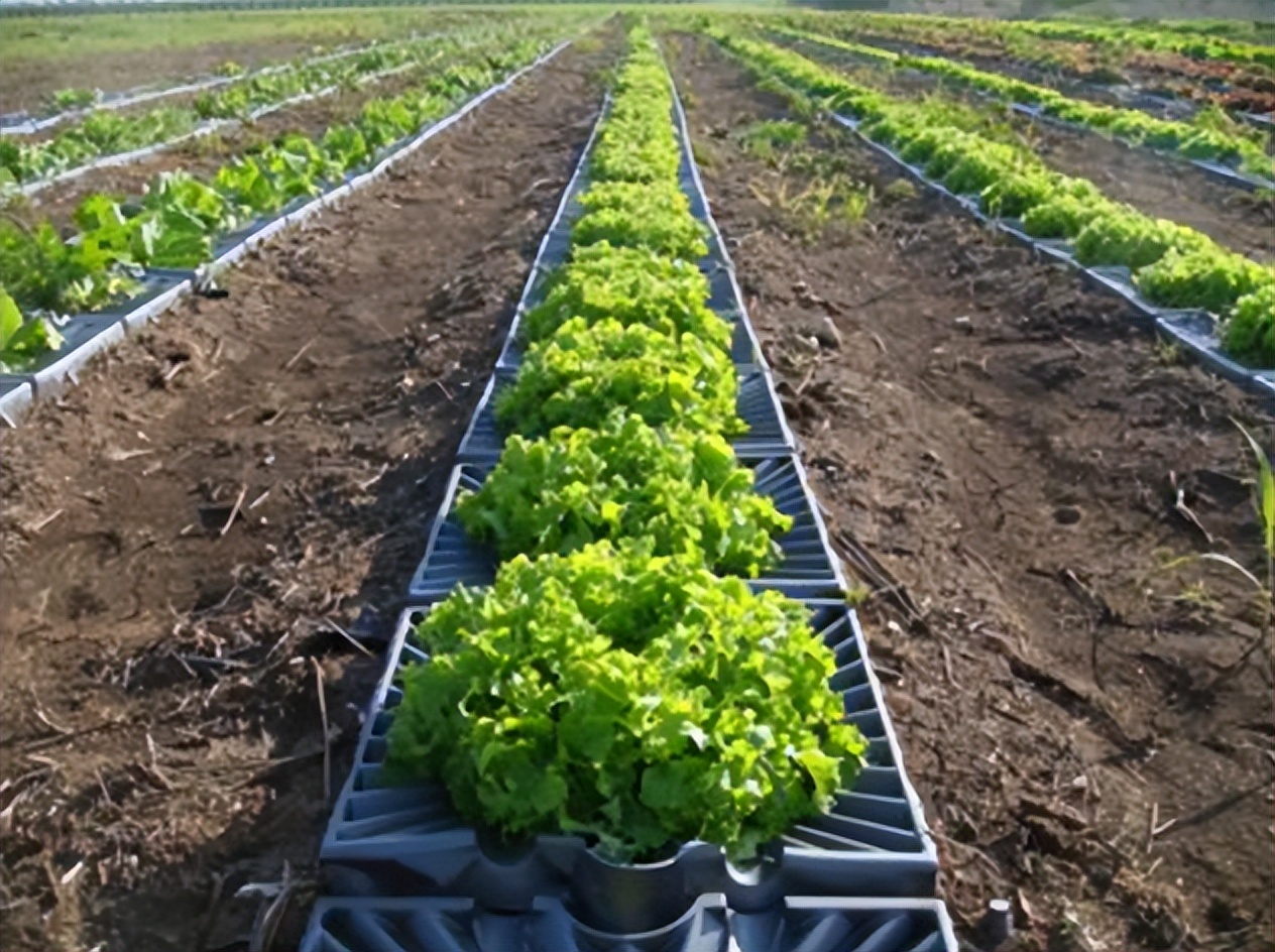 全球面临50年来最严重的“粮食危机”，谁来养活中国？