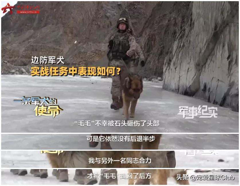 百科 | 德国牧羊犬,会用生命来保家卫国的硬汉萌犬