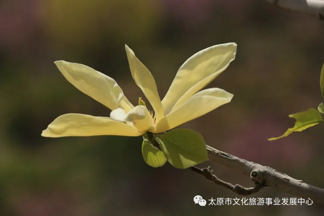 线上展览|“山河春意 锦绣太原——花的世界”主题摄影线上图片展（十四）