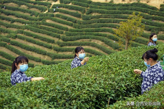 城固：春到茶山景如画