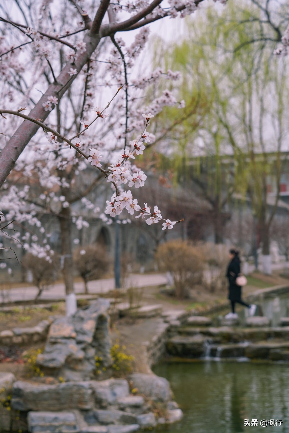 一夜之间，北京前门这个小公园，因为绝美桃花出了名；附拍摄攻略