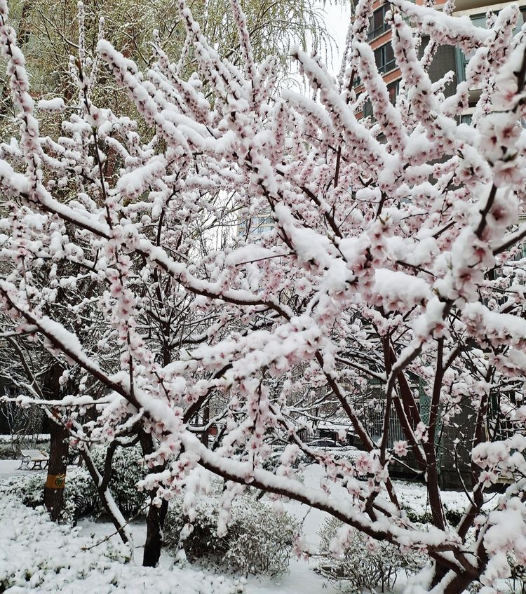 一场雪，让这里的春天真美 摄影/诗文：李武兵