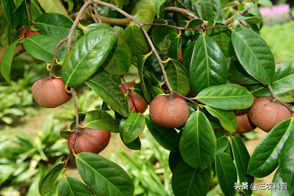 砂糖橘、苹果蹭蹭上涨，茶油果大跌52%，为啥吃茶油的少了