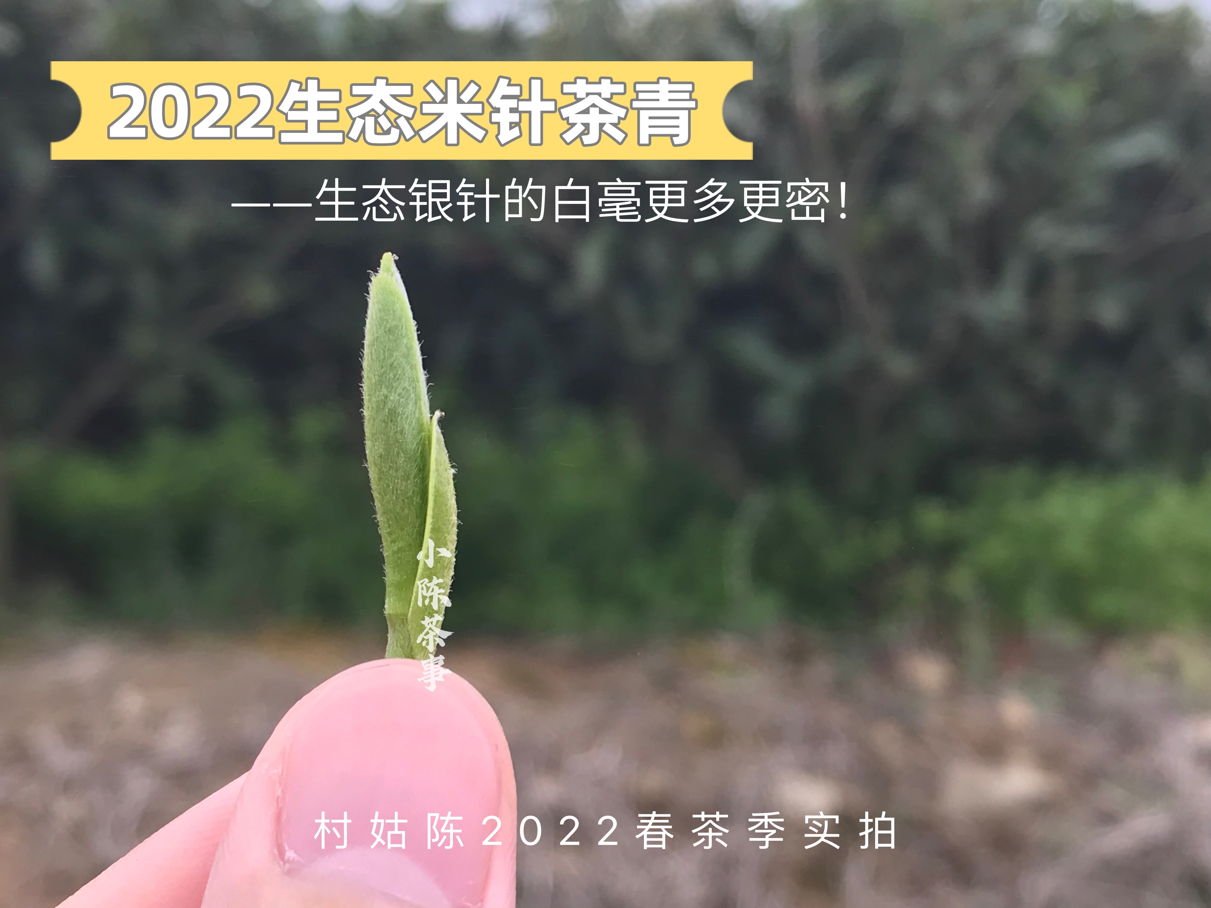 新手买绿茶、白茶、红茶，避开这3点，能远离大半买假茶风险