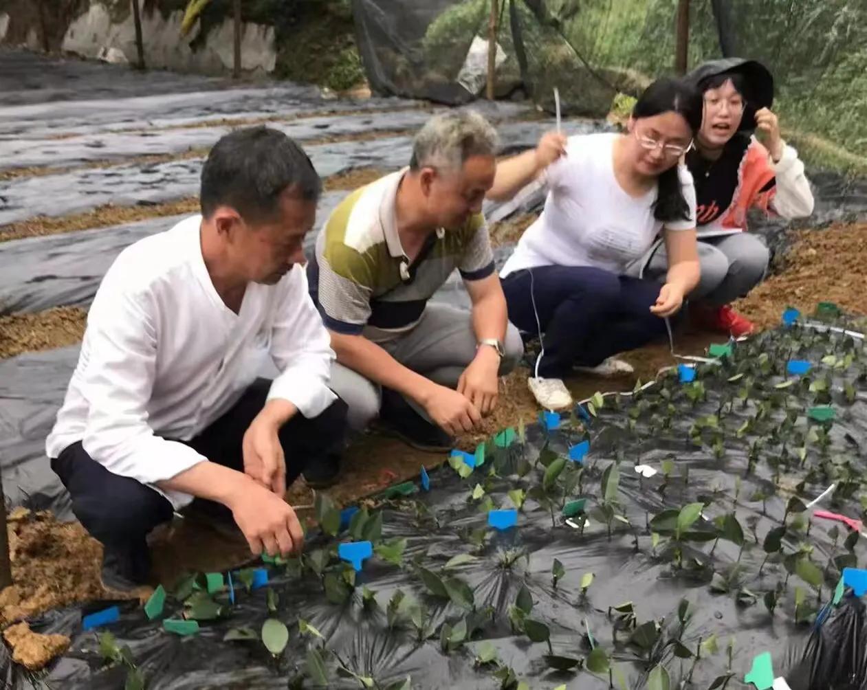 筠连县老科协助力为企业解除山油茶苗木销售瓶颈