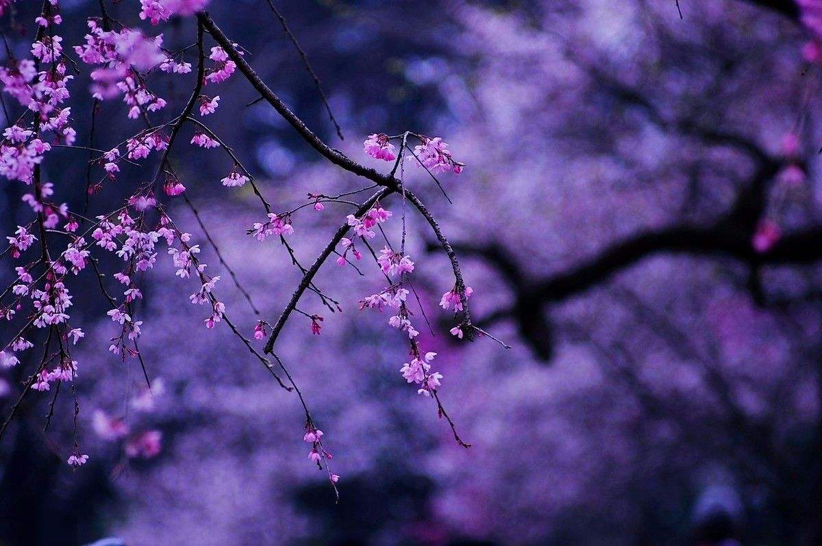 14首诗词：杏花遇上春雨，一滴雨落，一朵花开，便是整个江南……