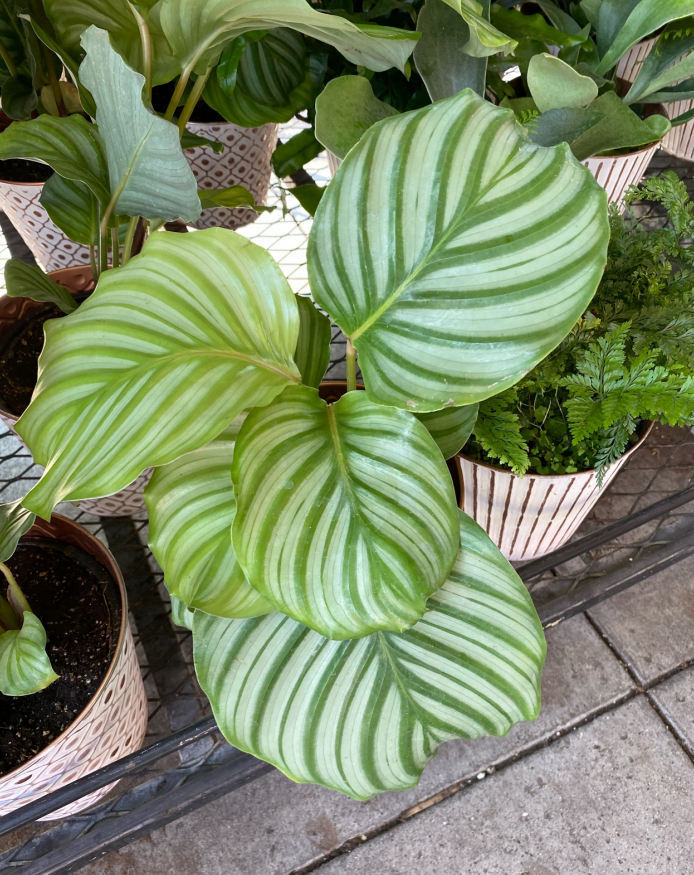 苹果竹芋养殖方法和注意事项（养青苹果竹芋多注意这4点）