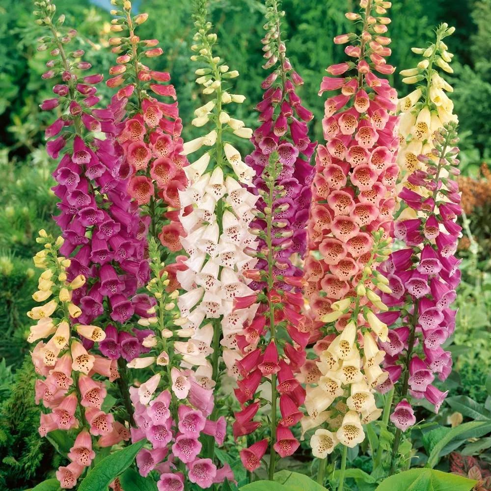 花朵美图｜温柔甜美的初吻、大丽花、耧斗菜花朵合集160张