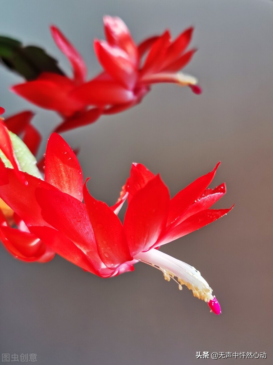 养眼的蟹爪莲花，好运连连