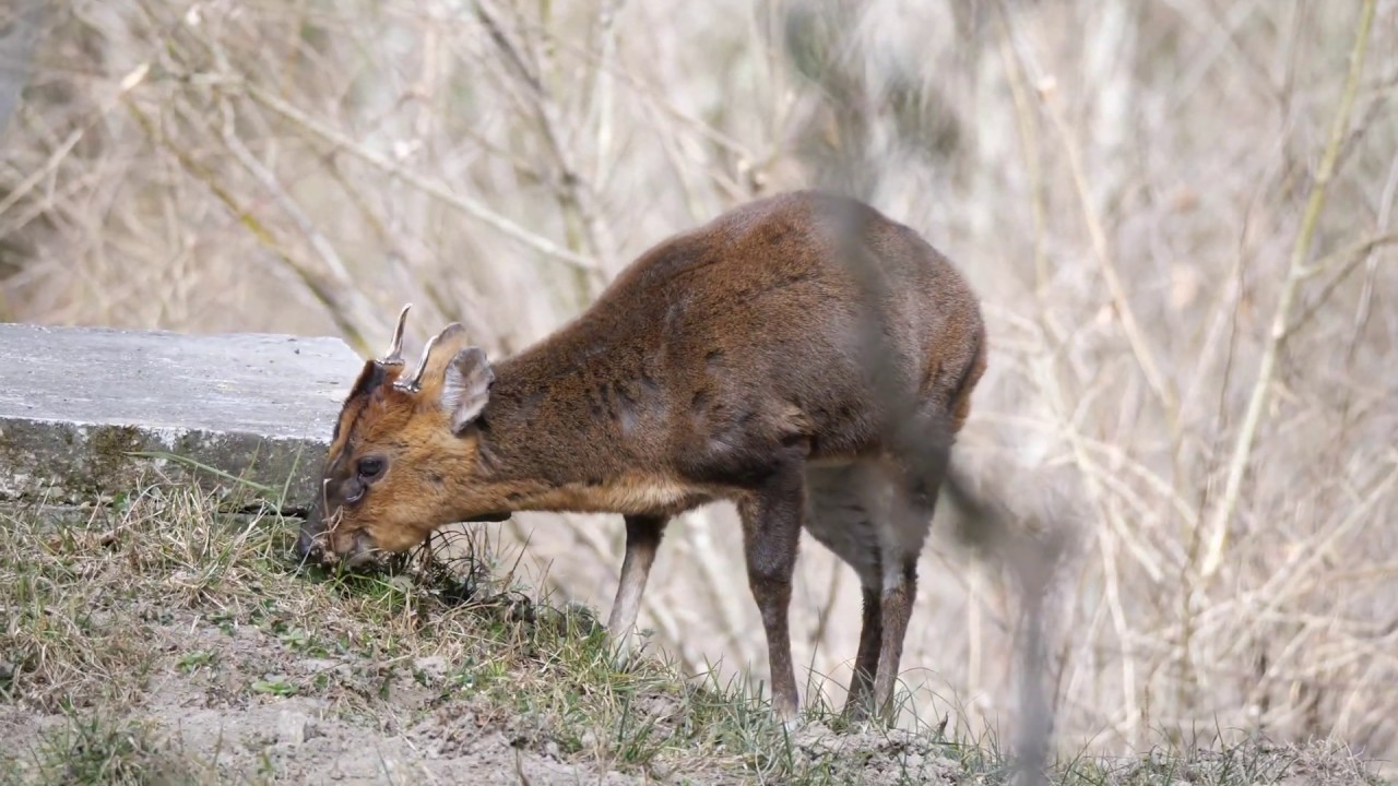 野生麂子肉多少钱一斤(我国神兽入侵日本) - 价格百科